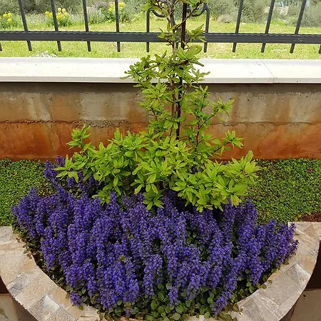 Duje Old Town Apartment *